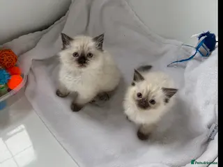 Mixed Breed cats 2 Beautiful Ragdoll Kittens for Sale – Ready 🐾 - Advert 3