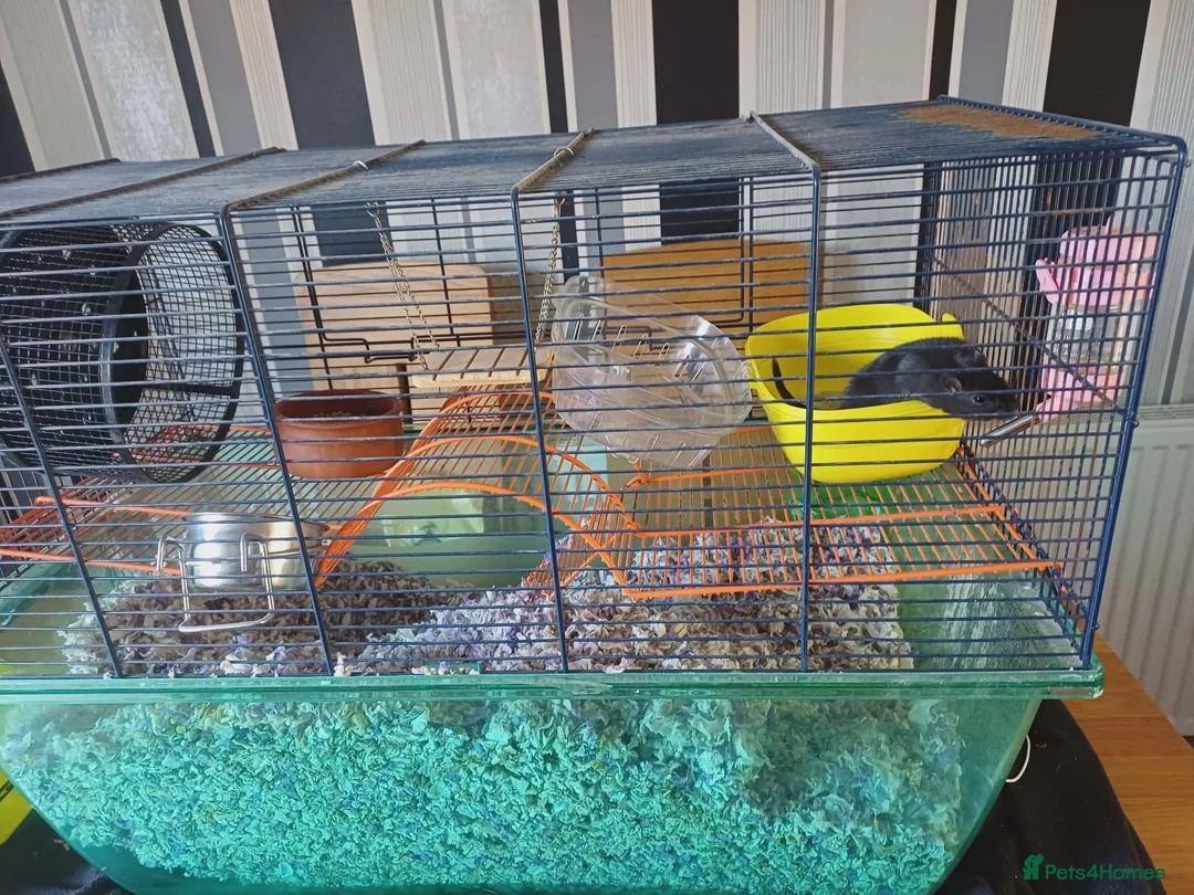 Gerbil rodents for sale: Two  gerbils in Sheffield - Advert 1