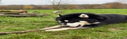 Utonagan dogs for sale: 🐾 Crufts Line Husky x Malamute - Health tested 🐾 - Advert 7