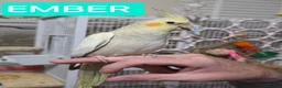 Cockatiels birds for sale: 8 week old female cockatiels - Advert 5