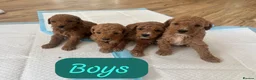 Cockapoo dogs for sale: Beautiful litter of Cockapoos for sale  in Maidstone - Advert 5