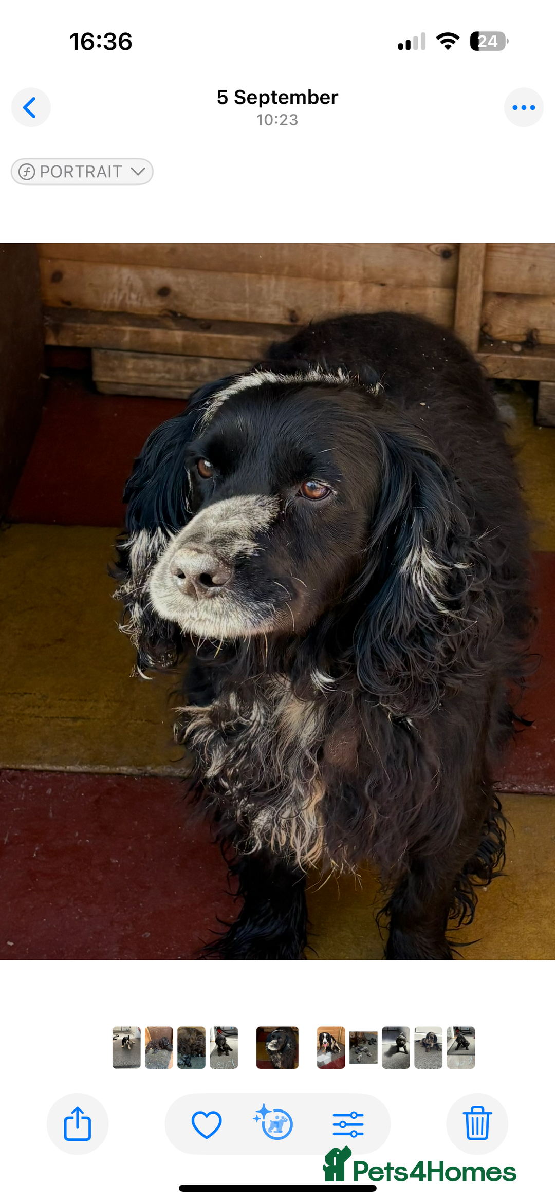Cocker Spaniel dogs for sale: Cockerspaniel puppies  - Image 9