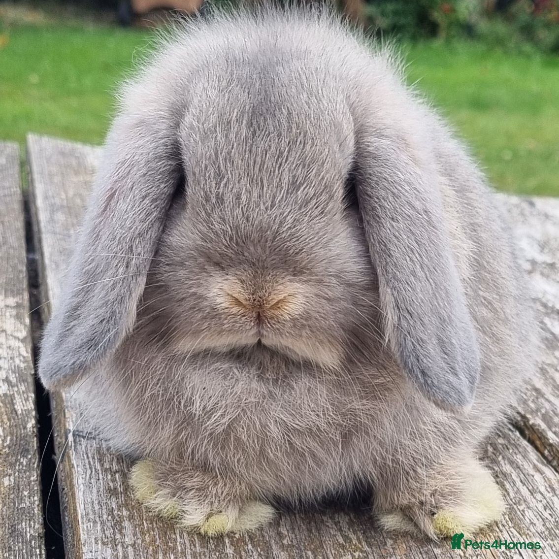Mini Lop rabbits Gorgeous mini lop boys - Advert 1