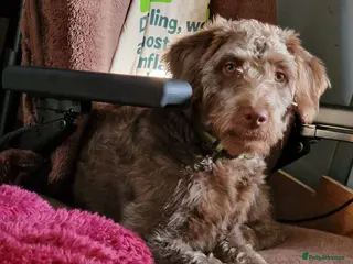 Labradoodle dogs Rehoming lottie in Bodmin - Advert 16