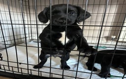 Springador dogs for sale: Last Springador girl left, ready to leave now - Image 1