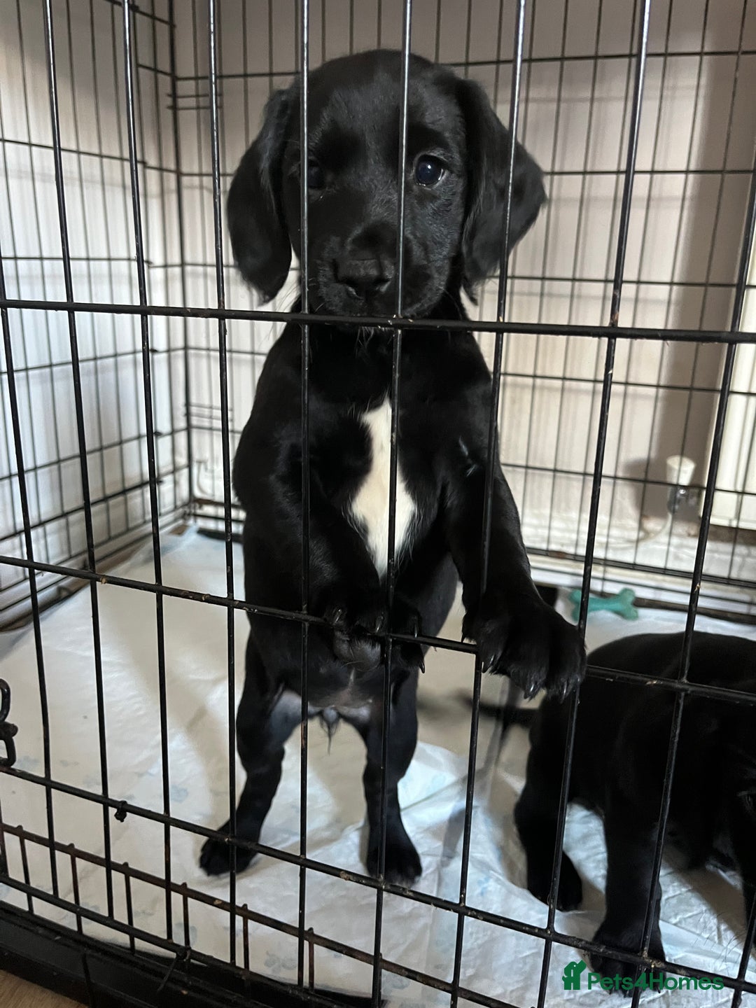 Springador dogs for sale: Last Springador girl left, ready to leave now - Image 1