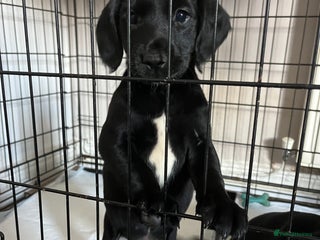 Springador dogs - Advert 28