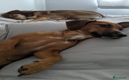 Mixed Breed dogs for sale: Cockerjack 3 years old  - Image 7