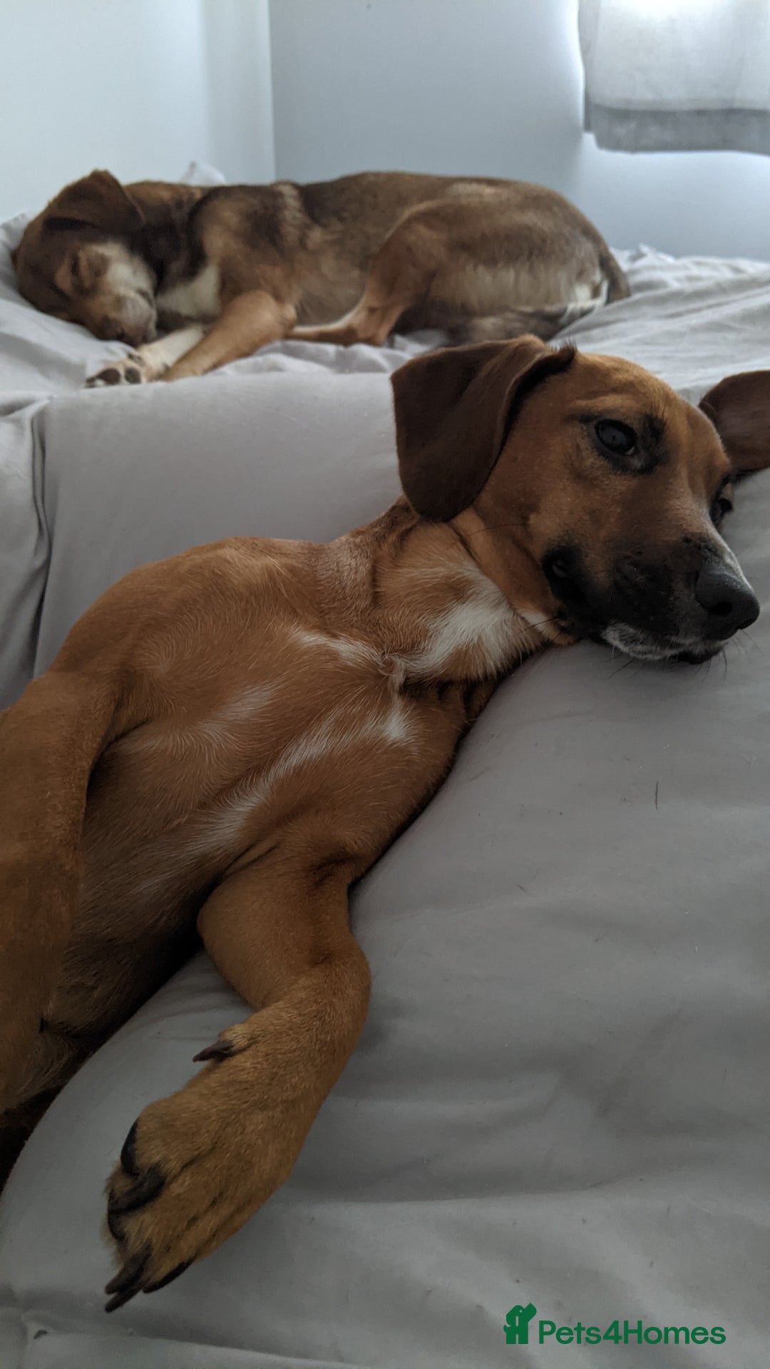 Mixed Breed dogs for sale: Cockerjack 3 years old  - Image 7