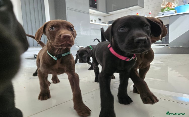 Mixed Breed dogs - Advert 3