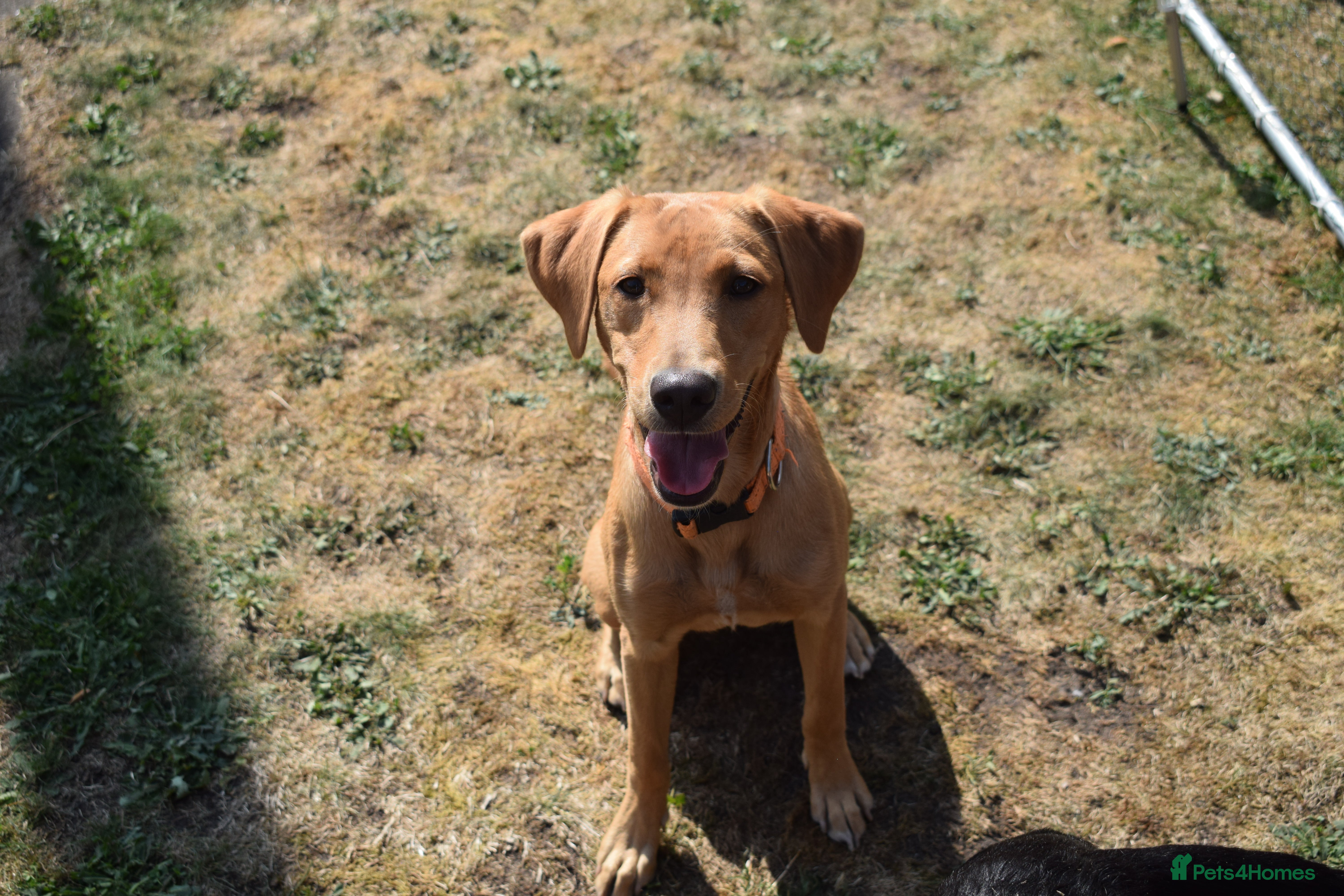 Labrador Retriever dogs Stunning 14 month old labby bitch - Advert 13