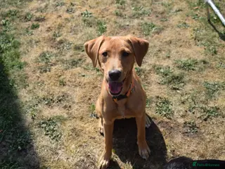 Labrador Retriever dogs Stunning 14 month old labby bitch - Advert 13