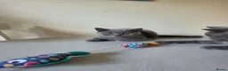 British Shorthair cats for sale: BBSH, GCCF : ready to leave ❤️ - Advert 3