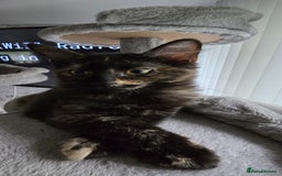 Maine Coon cats for sale: Amazing tortie Mainecoons - Image 13