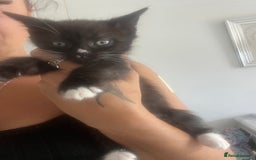 Mixed Breed cats for sale: beautiful kittens  - Image 10