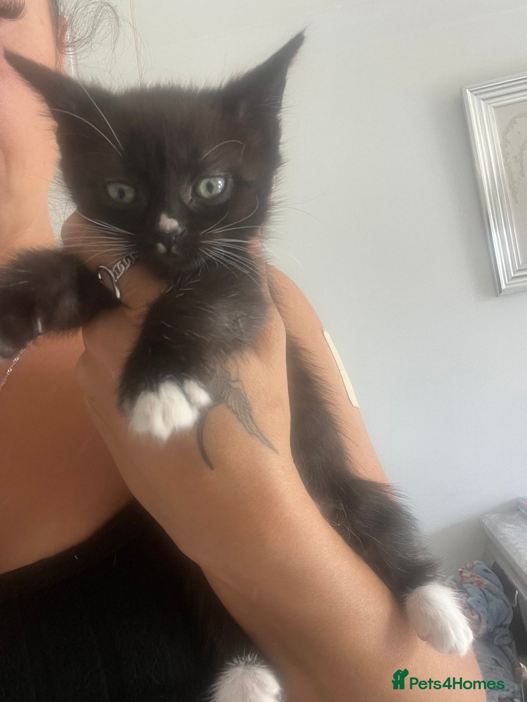 Mixed Breed cats for sale: beautiful kittens  - Image 10