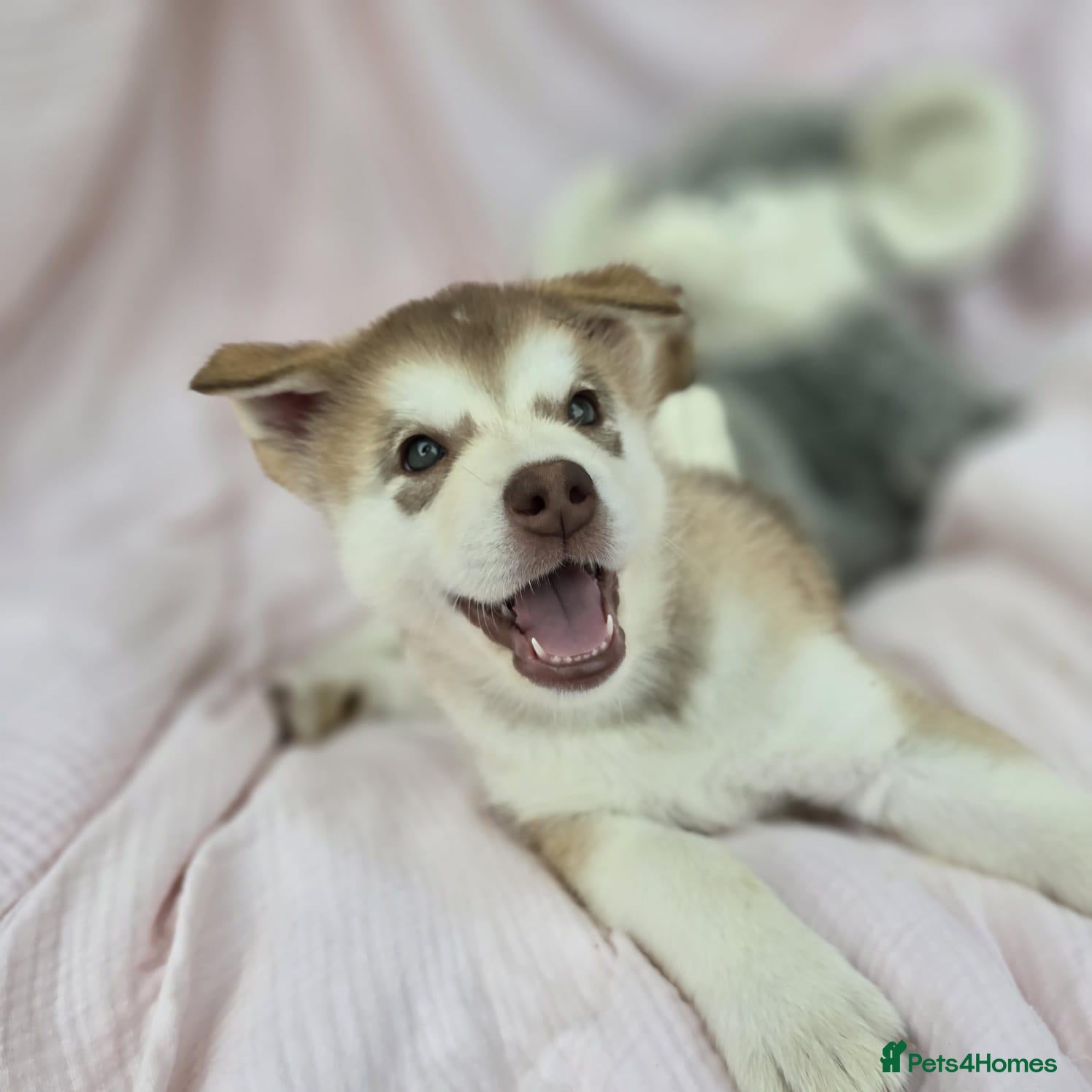 Alaskan Malamute dogs Beautiful Female Alaskan Malamute Puppy - Advert 4