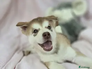 Alaskan Malamute dogs Beautiful Female Alaskan Malamute Puppy - Advert 4