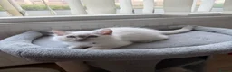 Ragdoll cats for sale: GCCF RAGDOLL KITTENS READY NOW  - Advert 5