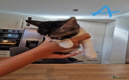 Mixed Breed cats for sale: Beautiful kittens ready now - Image 19
