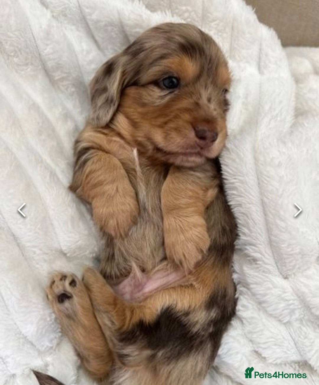 Miniature Dachshund dogs for stud: KC Reg- PRA clear Smooth haired Cream Stud  in Southampton - Advert 7