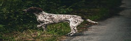 German Shorthaired Pointer dogs for stud: 🔥DUNVEOCH STARMAN OF DISGLAIRHILL🔥 in Llandrindod Wells - Advert 6