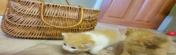 Domestic Shorthair cats for sale: 5 ginger kittens - Advert 6
