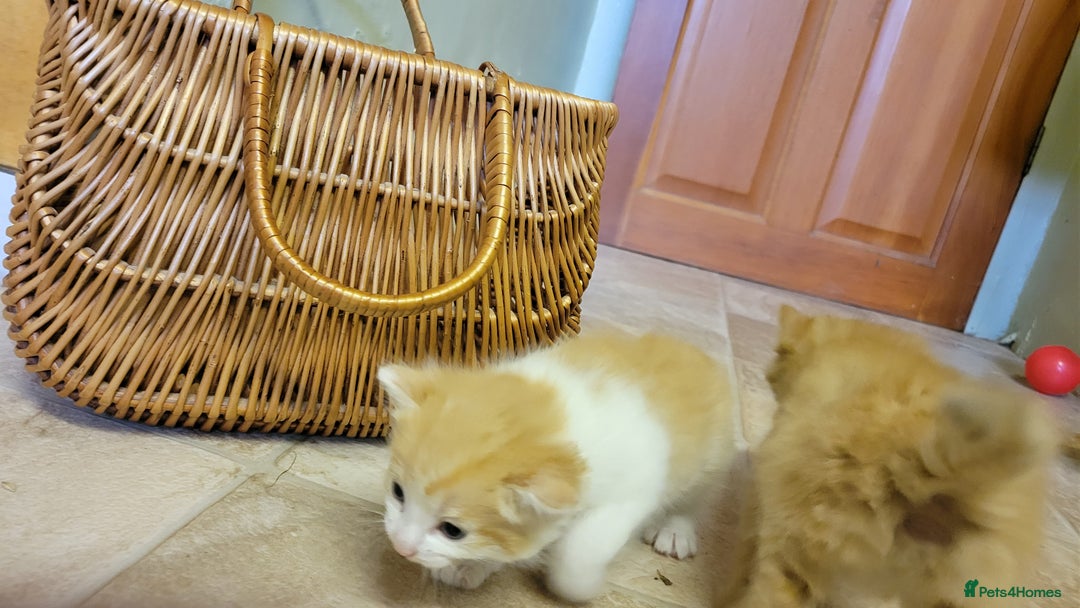 Domestic Shorthair cats for sale: 5 ginger kittens - Advert 6