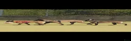 Belgian Shepherd Dog dogs for sale: Malinois! 5generation.ready soon - Advert 14