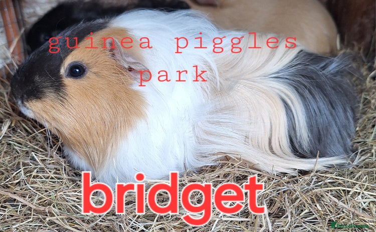 Guinea Pig rodents in Saltburn-by-the-Sea - Advert 2