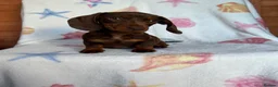 Miniature Dachshund dogs for sale: Minuture dachshund ready to leave - Advert 6