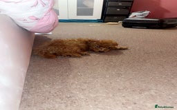 Toy Poodle dogs for sale: Female toy poodle puppy for sale - Image 1