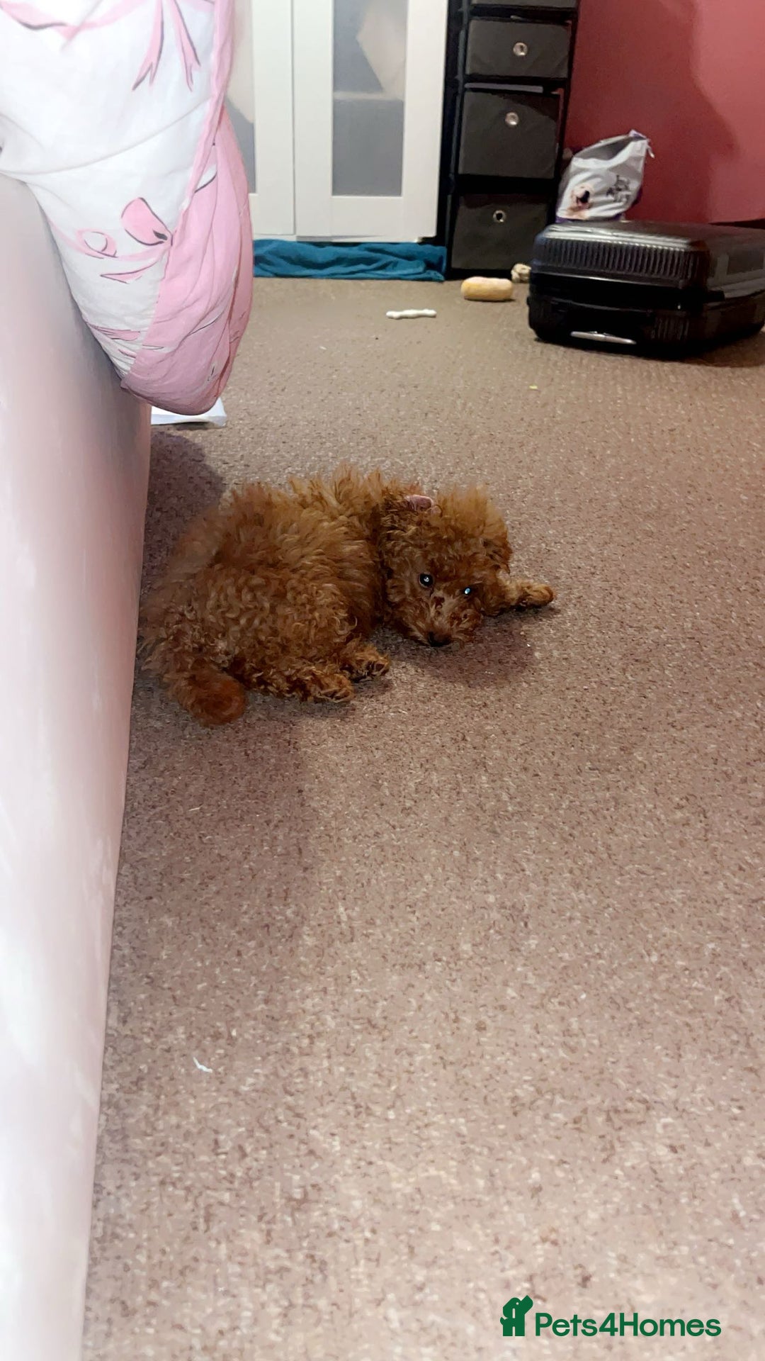 Toy Poodle dogs for sale: Female toy poodle puppy for sale - Image 1