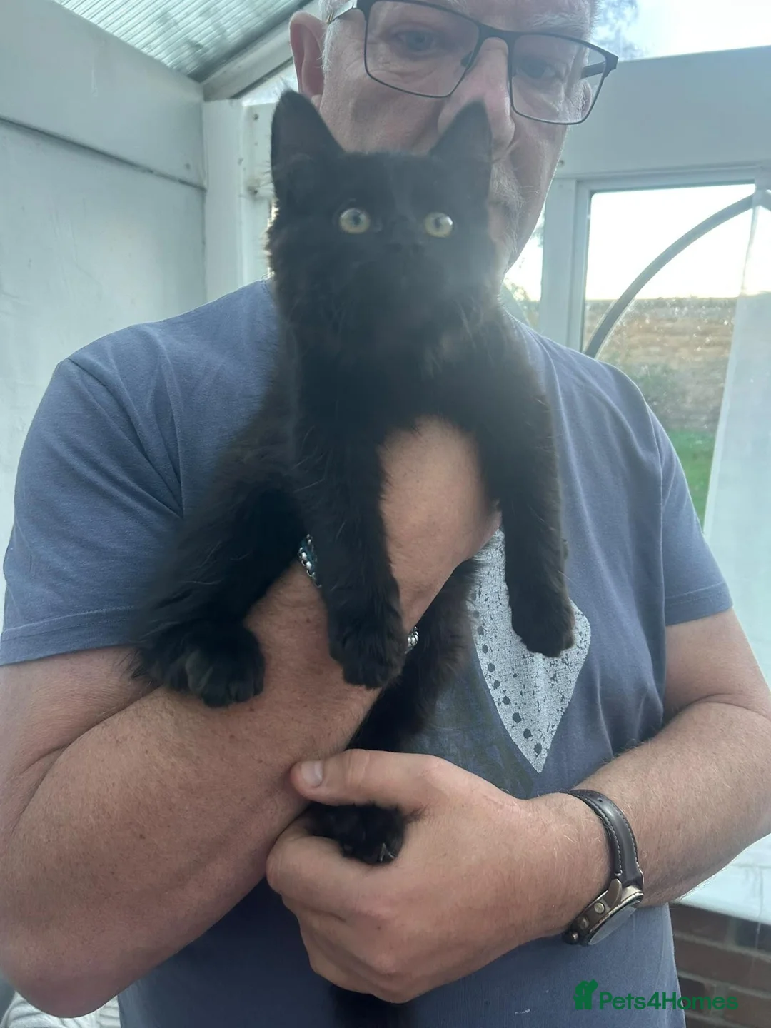 Mixed Breed cats for sale: 3 little beauties ready for their forever homes - Advert 9