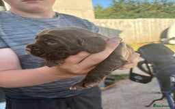 Cocker Spaniel dogs for sale: Working cocker bitch (pick of litter) 7 weeks - Image 2
