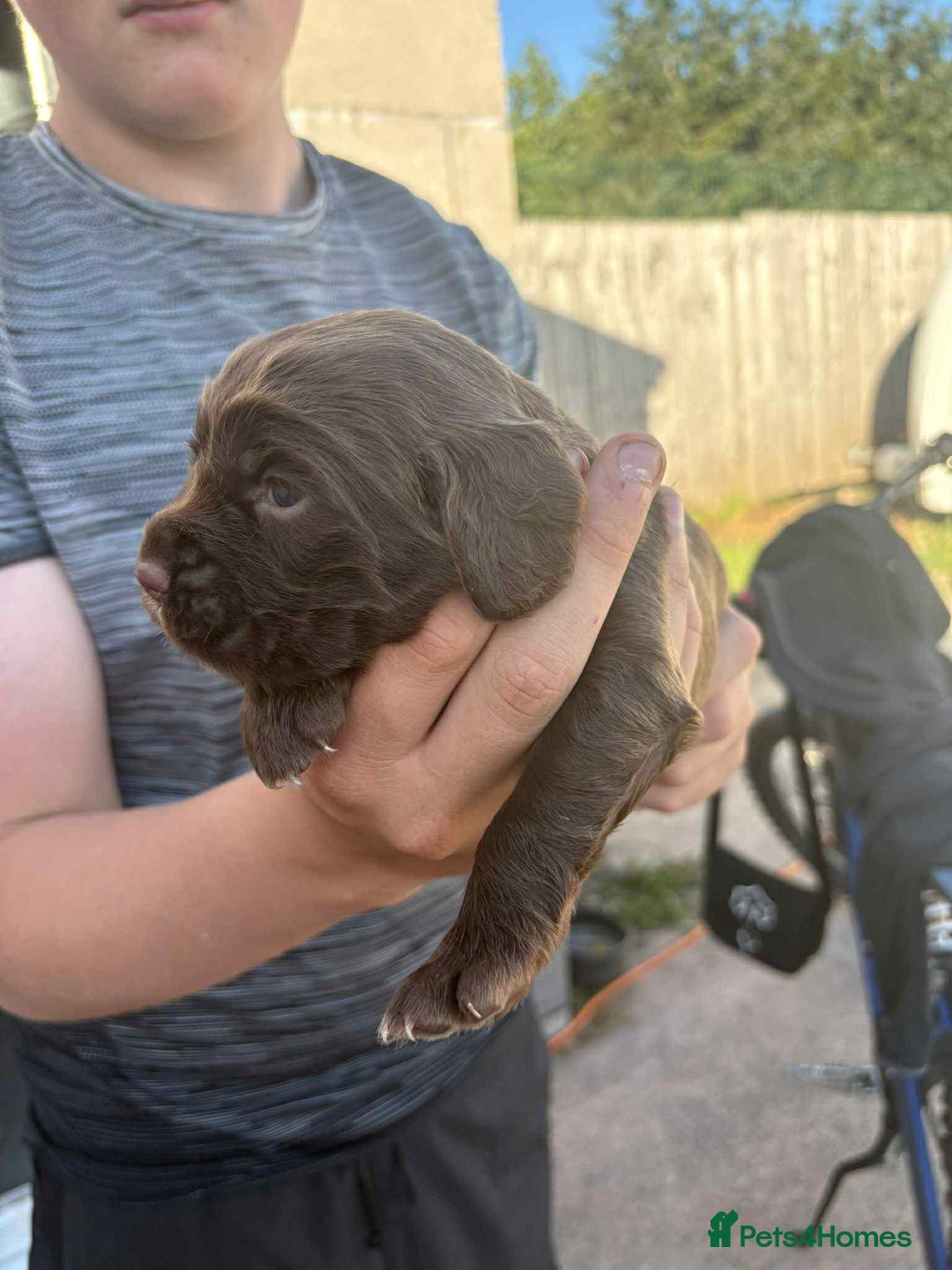 Cocker Spaniel dogs for sale: Working cocker bitch (pick of litter) 7 weeks - Image 2