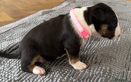 English Bull Terrier dogs for sale: Beautiful English bull terrier  - Image 14