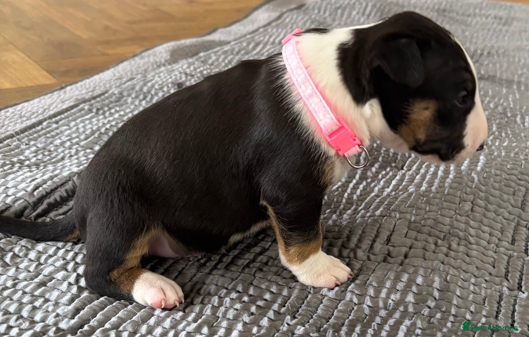 English Bull Terrier dogs for sale: Beautiful English bull terrier  - Image 14