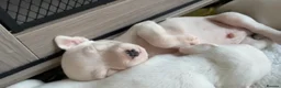 Mixed Breed dogs for sale: Beautiful American Bully x Staffy Puppies - Advert 4