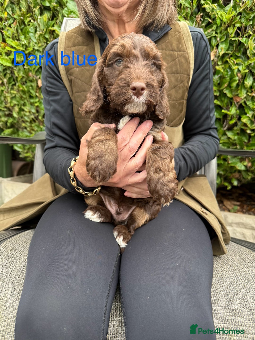 Cockapoo dogs for sale: F1 Chocolate Cockapoo puppies - Image 6