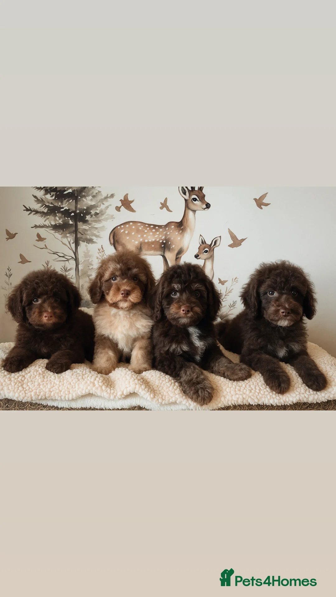 Cavapoo dogs for stud: Premium Cavapoo Chocolate Phantom Parti Stud  in Rickmansworth - Advert 37