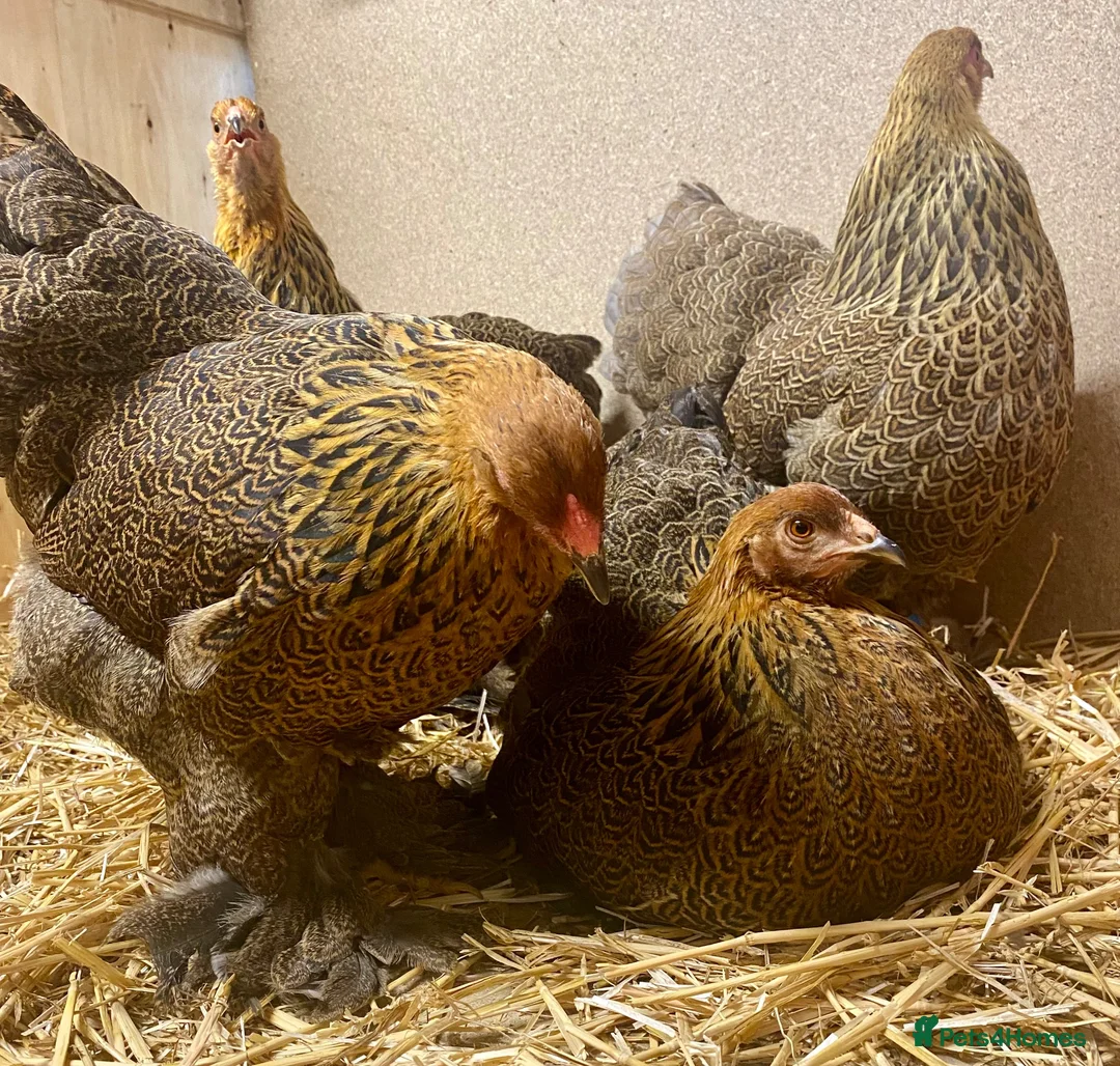 Chickens poultry for sale: Gold Partridge Brahma Bantams - Advert 2