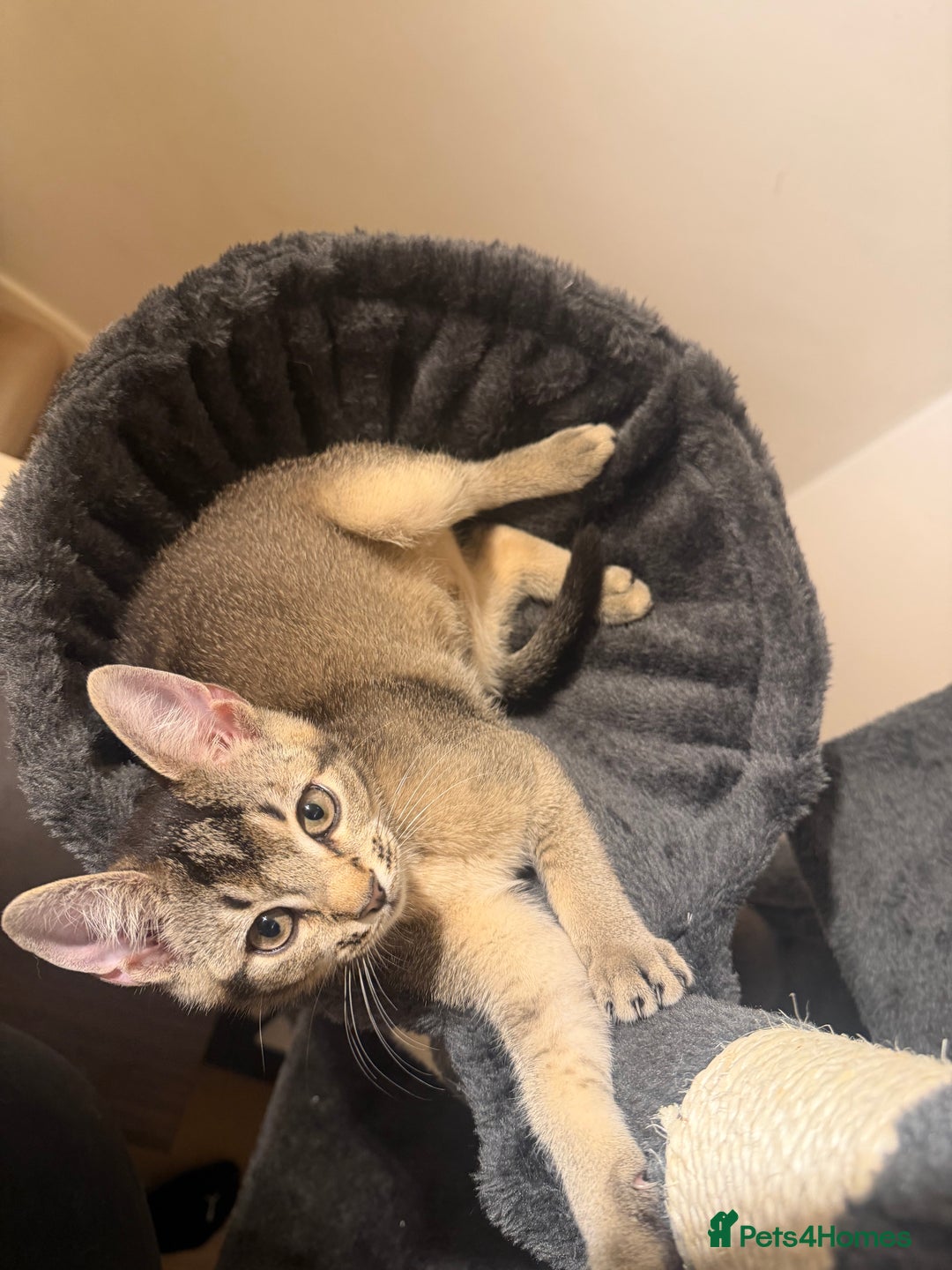 Mixed Breed cats for sale: Two beautiful kittens are looking for a new home - Advert 6