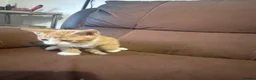 Mixed Breed cats for sale: Beautiful kittens - Advert 3