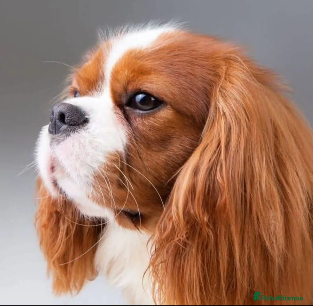 Cavalier King Charles Spaniel dogs for stud: Mr Chips kc/health tested stud  in Kettering - Advert 2