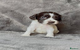 Cocker Spaniel dogs for sale: KC Reg Show Type Cocker Spaniel Pups. Family Home  - Image 4