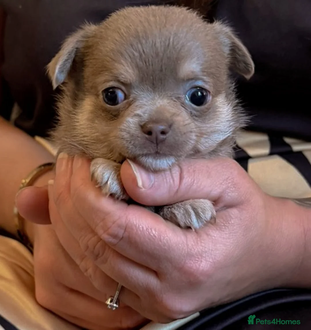 Chihuahua dogs for sale: Rare blue lilac miniature chihuahua  - Advert 2