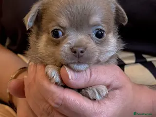 Chihuahua dogs Rare blue lilac miniature chihuahua - Advert 16