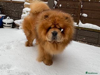 Chow Chow dogs in Tipton - Advert 15