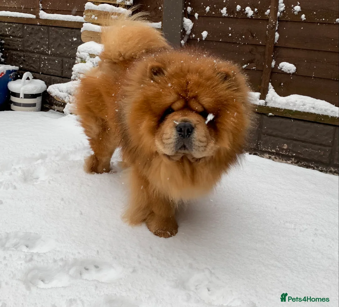 Chow Chow dogs for stud: Mr Baloo Bear - Pedigree Stacked with Champs🏆 in Tipton - Advert 1